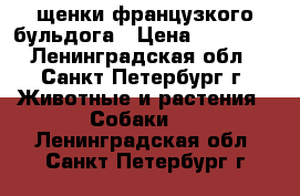 щенки французкого бульдога › Цена ­ 40 000 - Ленинградская обл., Санкт-Петербург г. Животные и растения » Собаки   . Ленинградская обл.,Санкт-Петербург г.